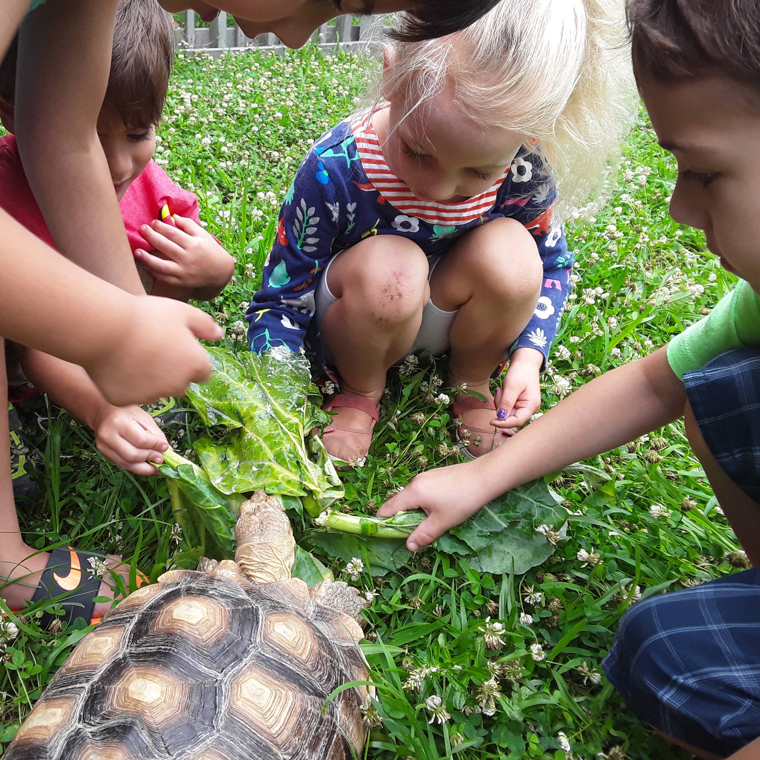 kids feeding a tortoise greens