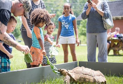 several children and adults feeding a tortoise