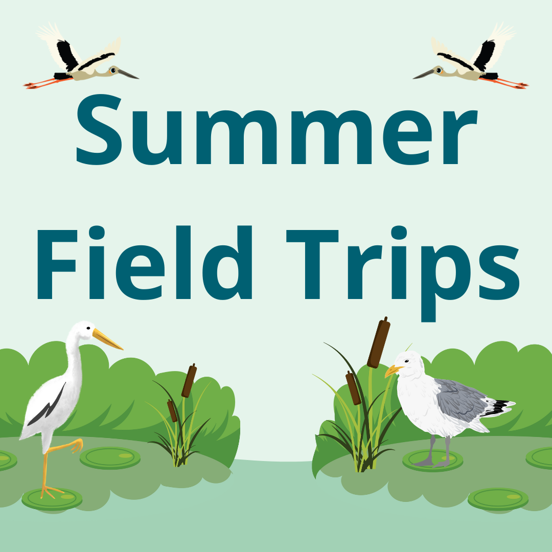 Summer Field Trip