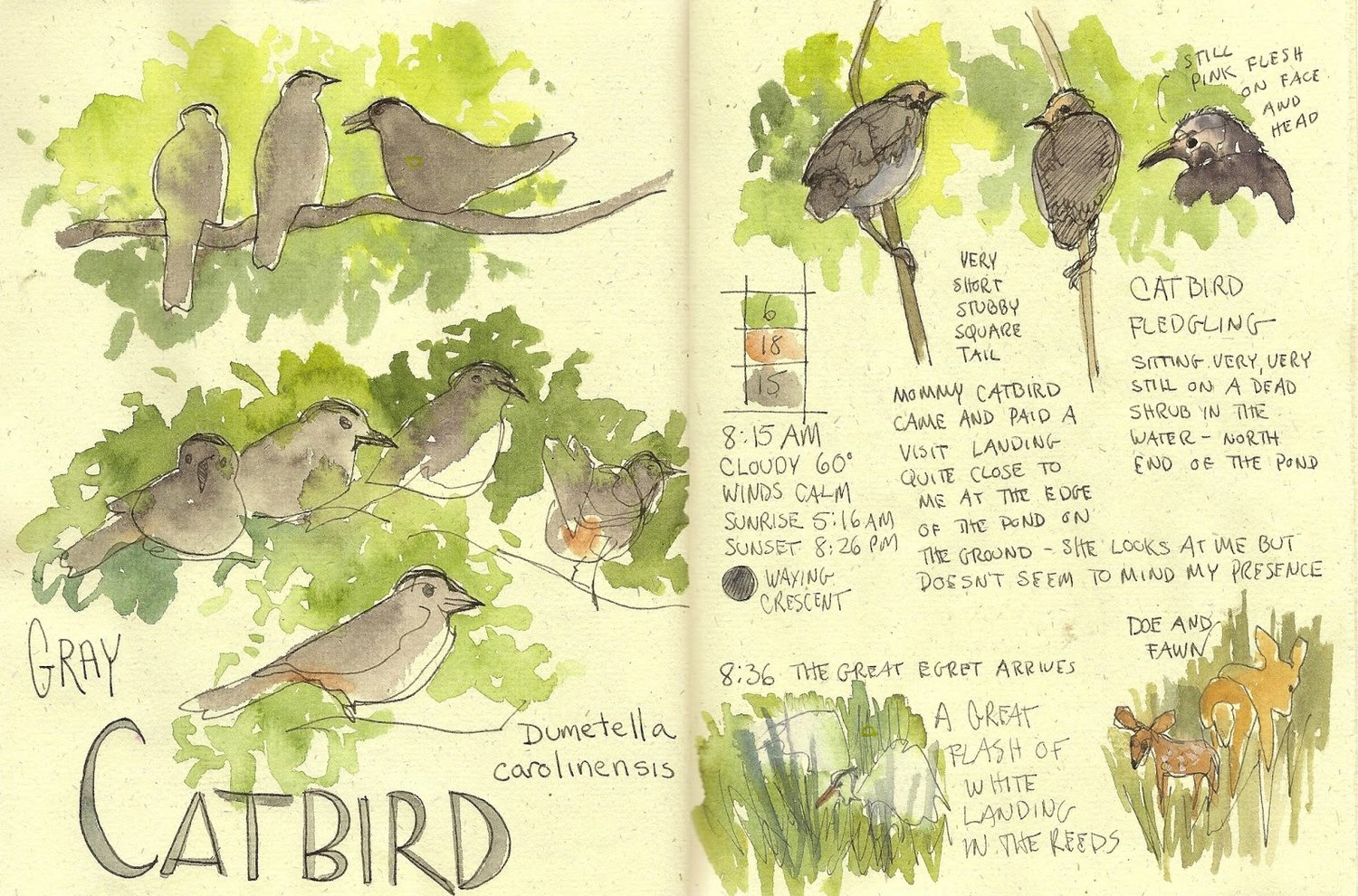 notes about birds with drawings of birds