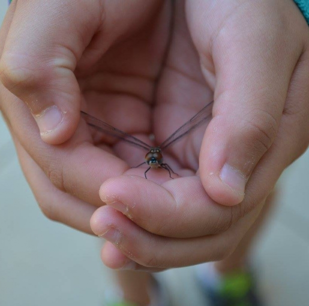 a person holding a dragonfly
