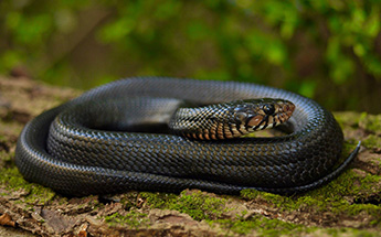 a black snake