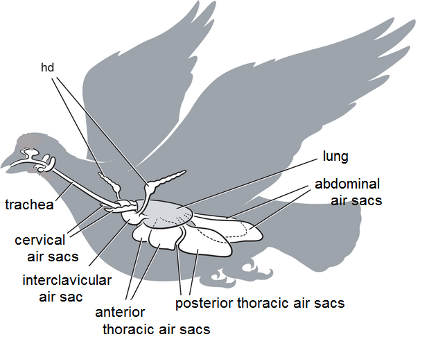 air sacs in a bird