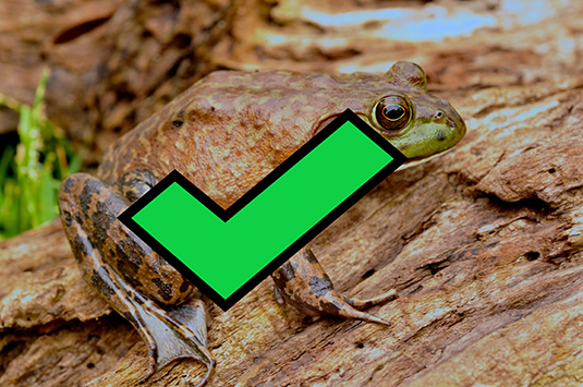 American Bullfrog - checked