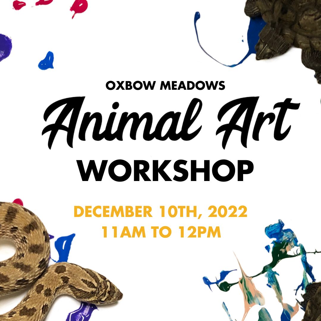 Animal Art Workshop December 10th, 2022 from 11am to 12pm
