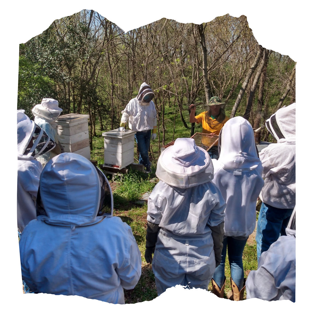 beekeeping beekeeping