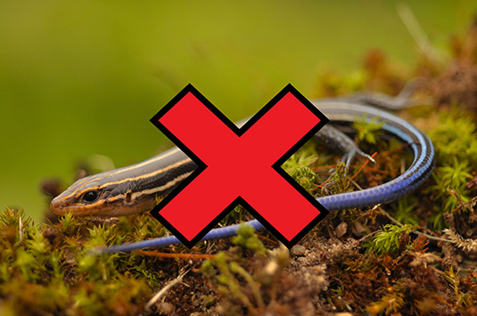 Five-Lined Racer Skink - crossed out