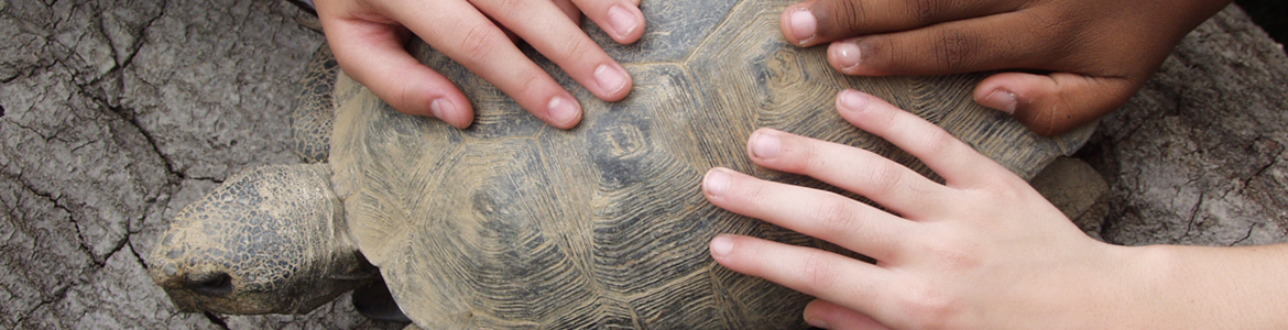 a tortoise with several hands on it