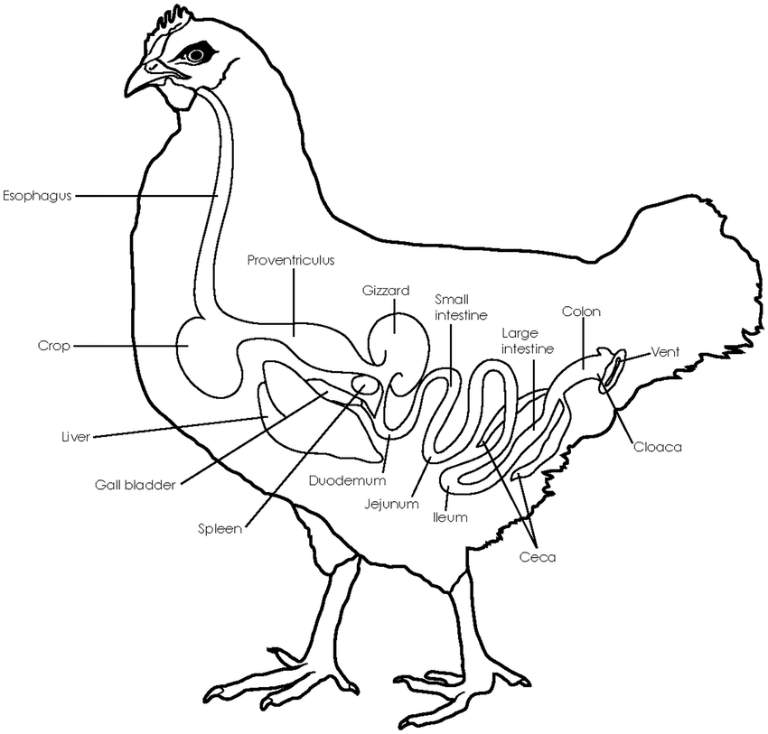 gastrointestinal tract of a chicken