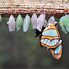 several butterfly cocoons
