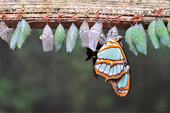 a butterfly and cocoons
