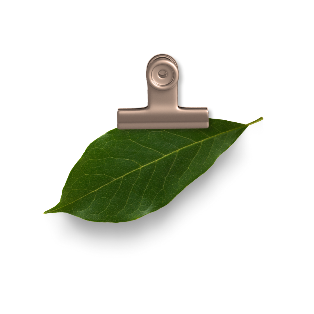 Leaf on a clip