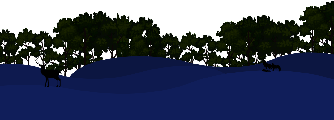 forest & hills in the dark