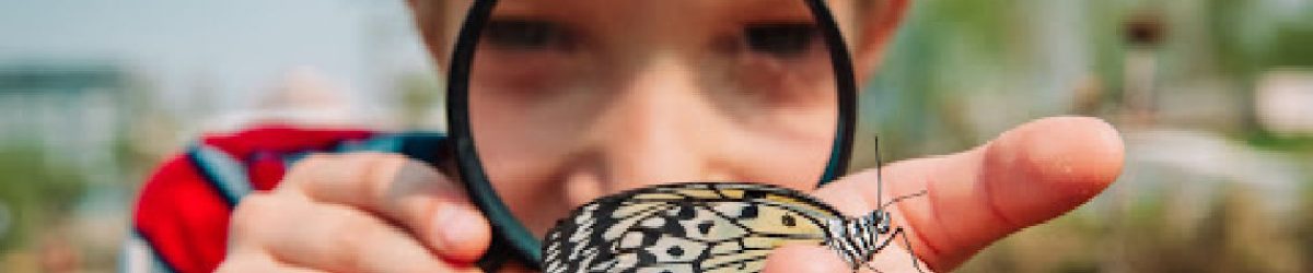 a person with a magnifying glass looking at a butterfly