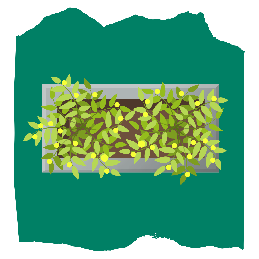 Planter Boxes