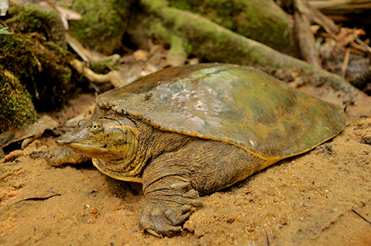 Soft shelled turtle