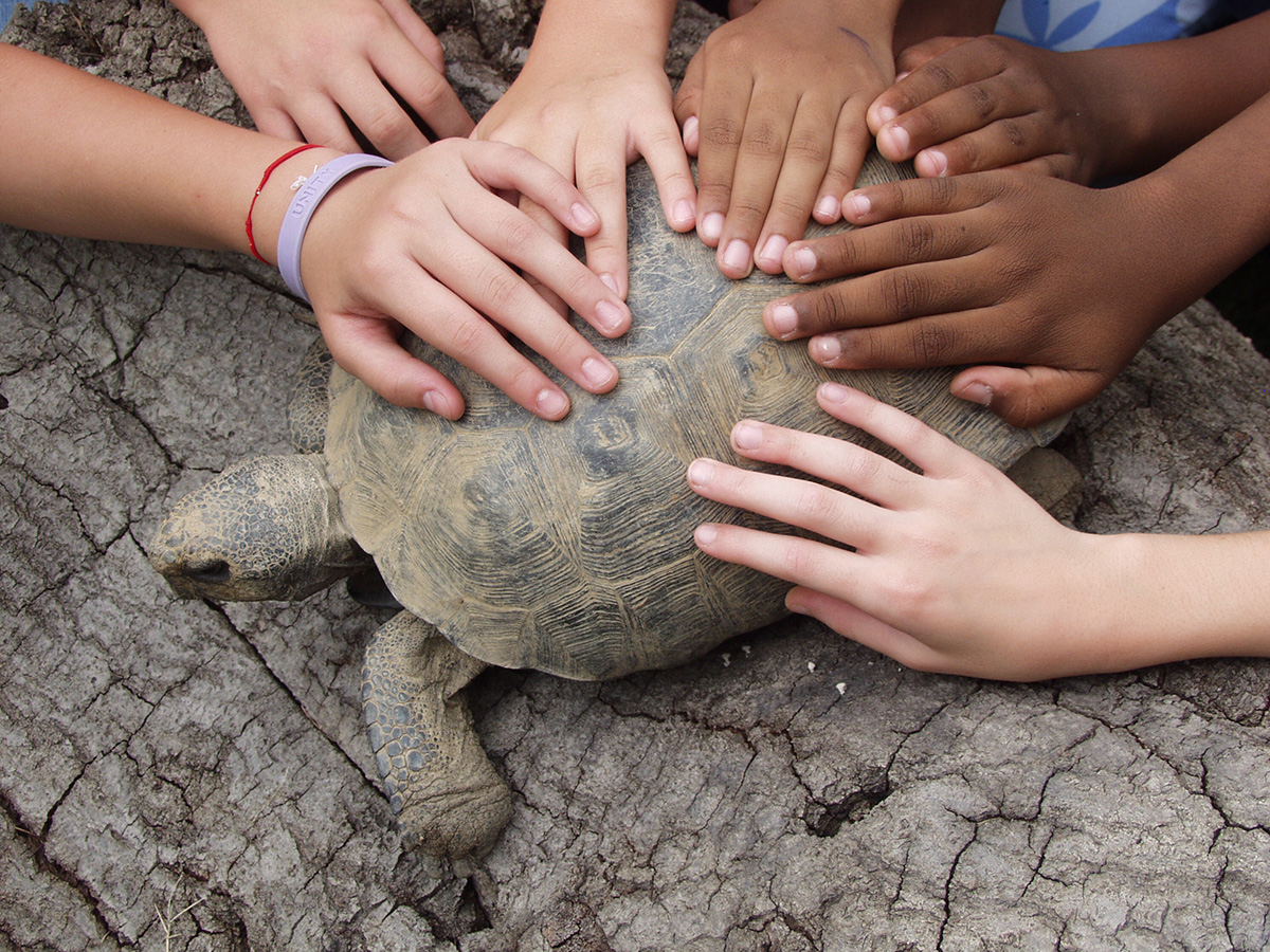 Mulitple hands on the back of a tortoise