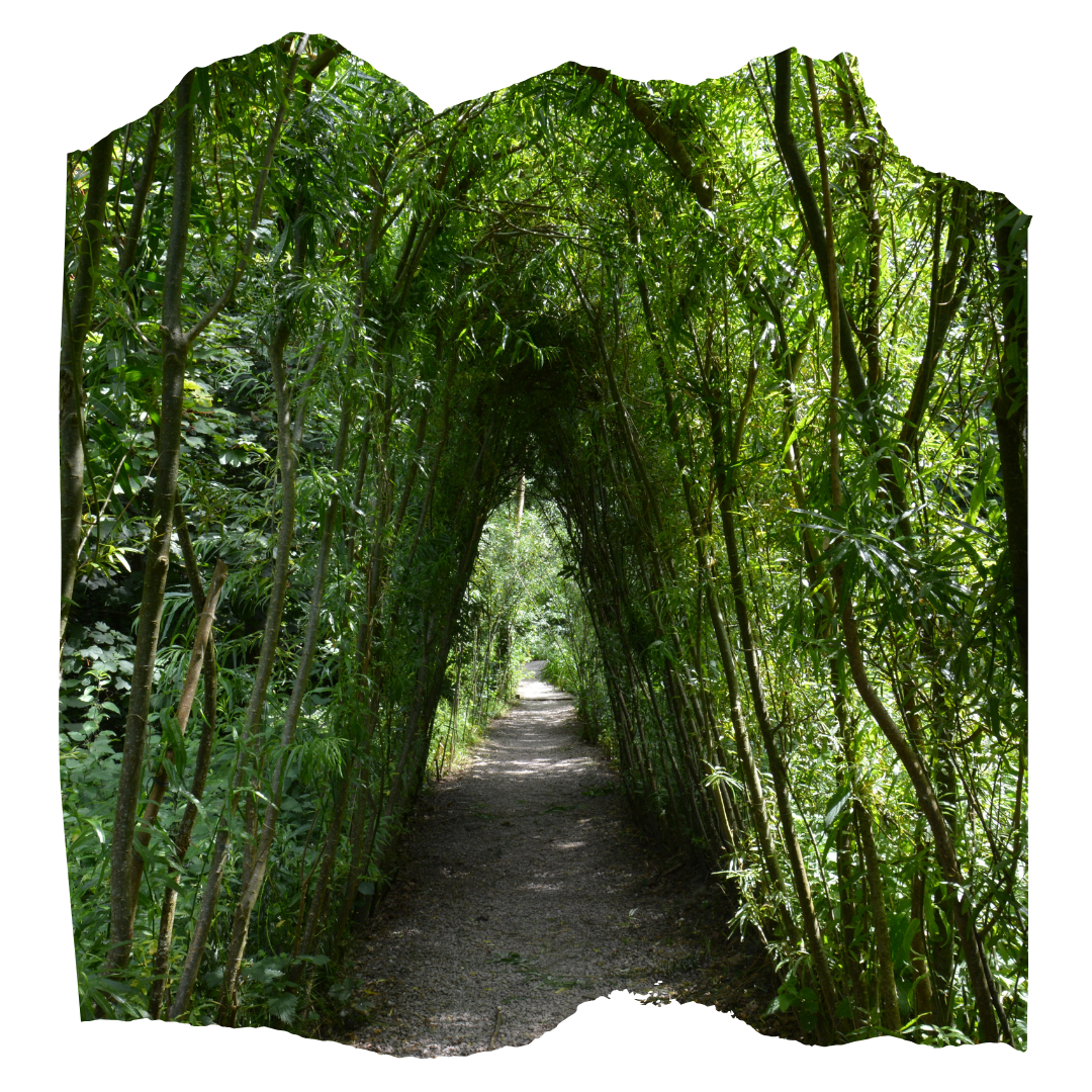 Willow Tunnel