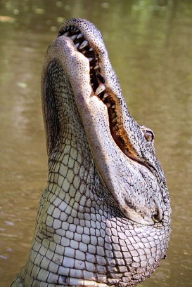 alligator