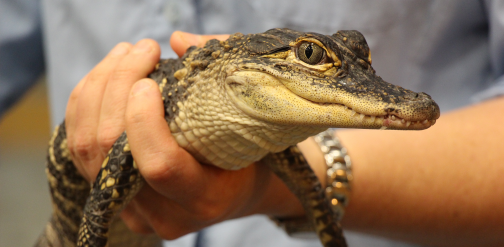 a person holding an alligator
