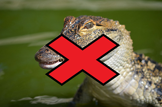 American Alligator - crossed out