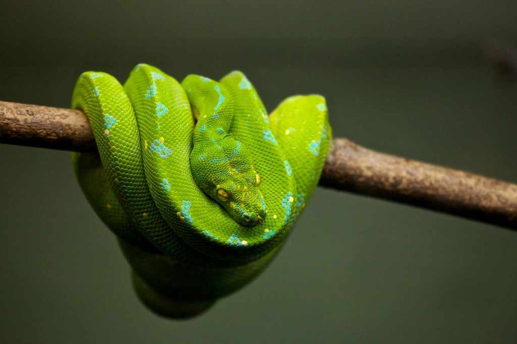 a green snake on a tree limb