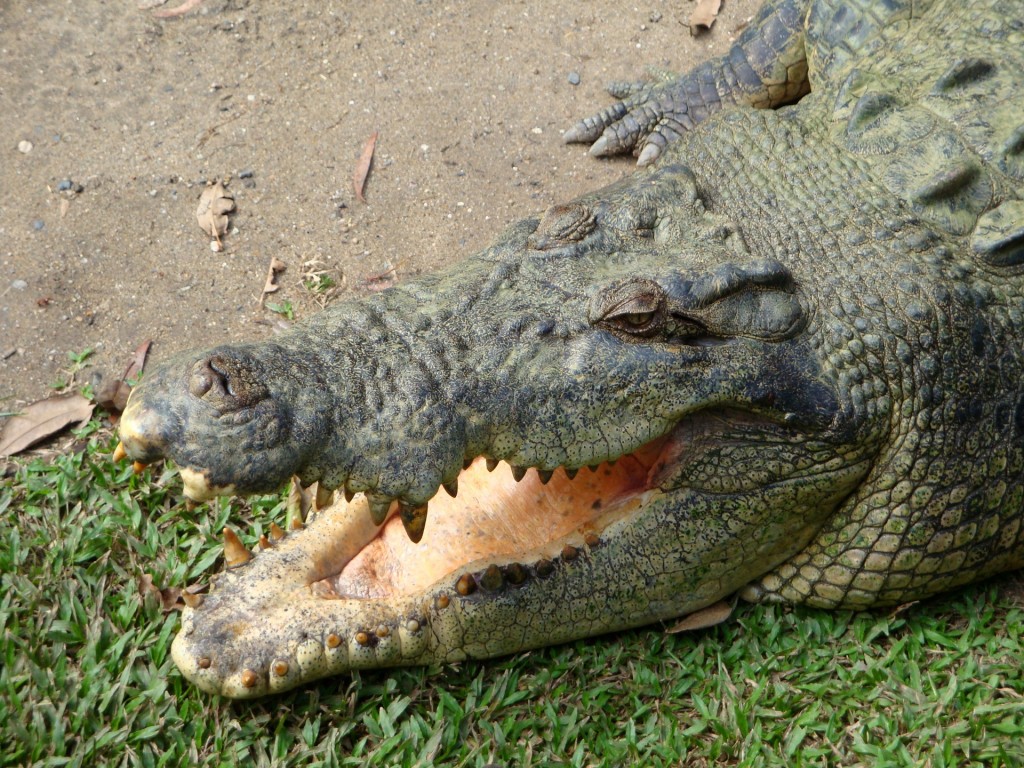 an alligator