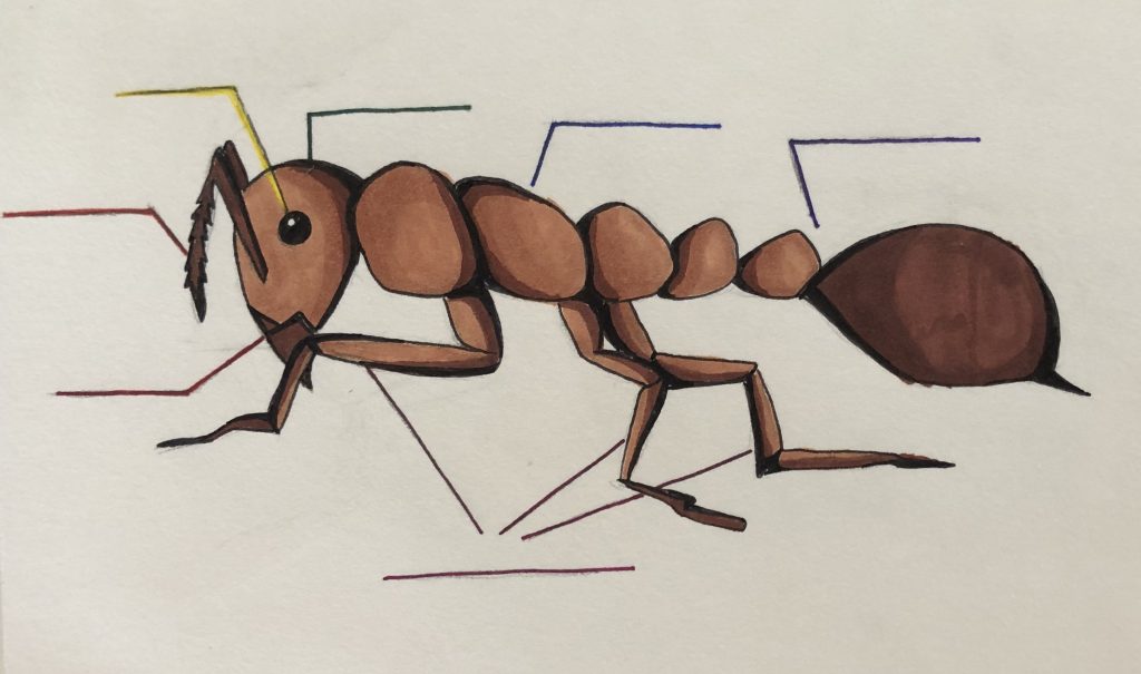 a diagram of an ant