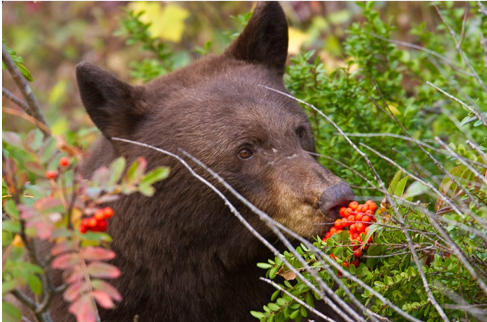 a bear eating berries