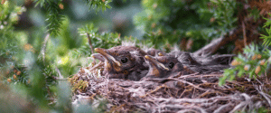 Bird nest Bird nest