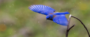 Bird flying Bird flying