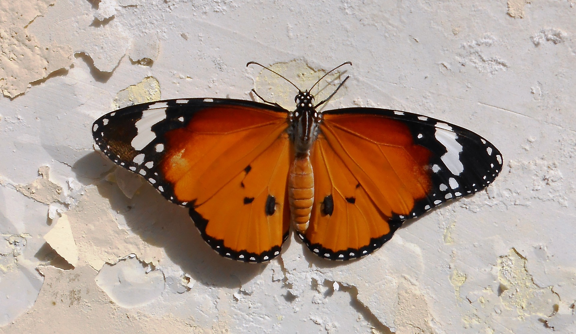an orange butterfly