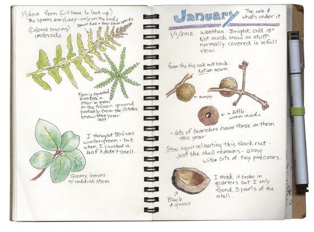 notes about different plants and drawings of different plants