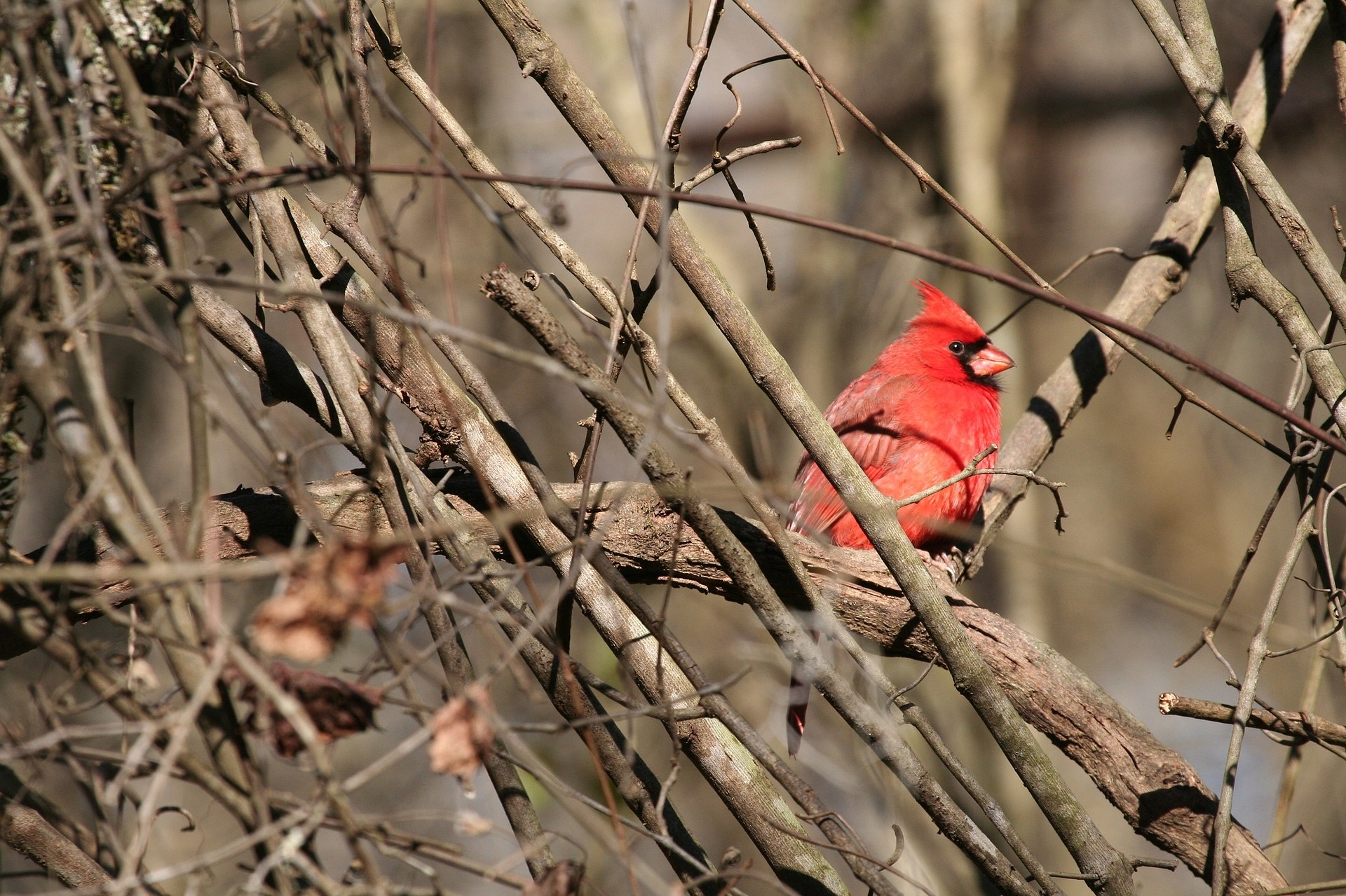 a cardinal in a tree