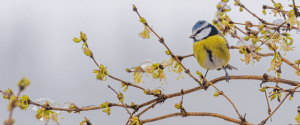 Christmas Bird Count Christmas Bird Count