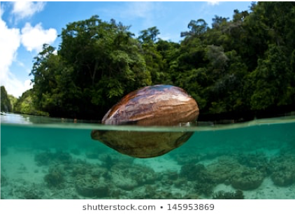 a coconut floating in water
