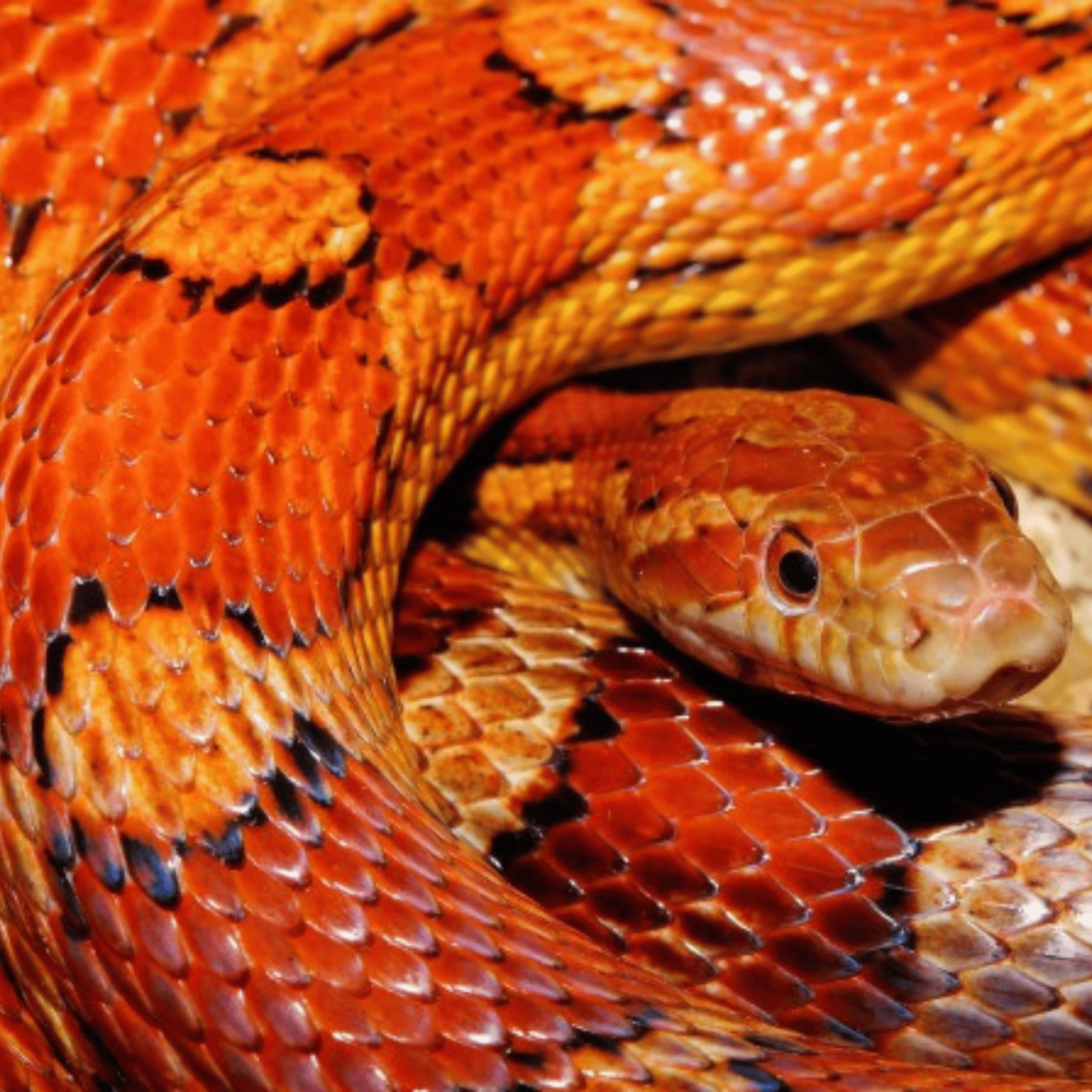 cornsnake