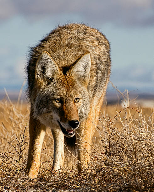 a coyote in a field