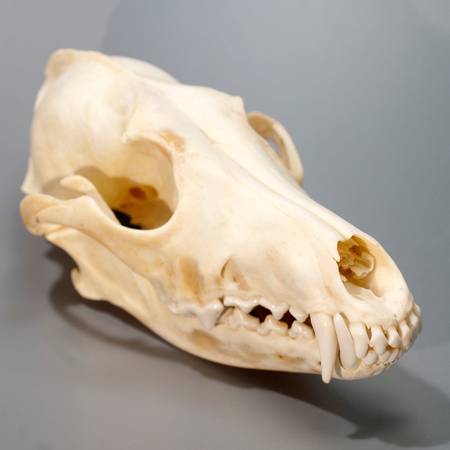 a coyote skull