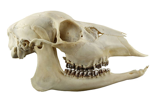 a deer skull
