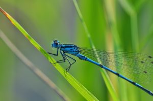 a blue dragonfly