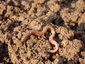 an earthworm in dirt