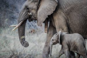 two elephants walking together