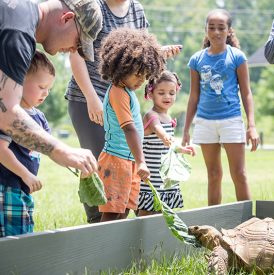 Family feeding a tortoise
