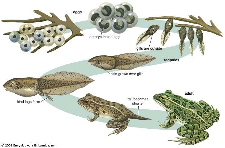 metamorphosis stages of a frog