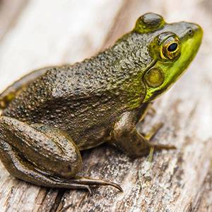 Frog