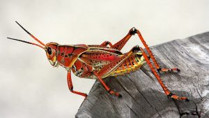 a red grasshopper