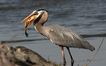 a great blue heron