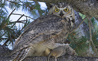 a great horned owl