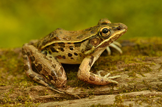 Leopard frog